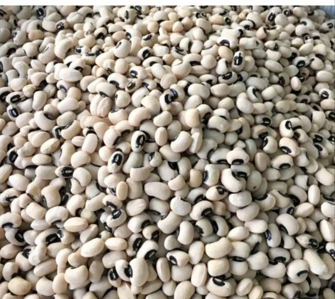 لوبیا چشم بلبلی|خوردنی و آشامیدنی|مشهد, رسالت|دیوار