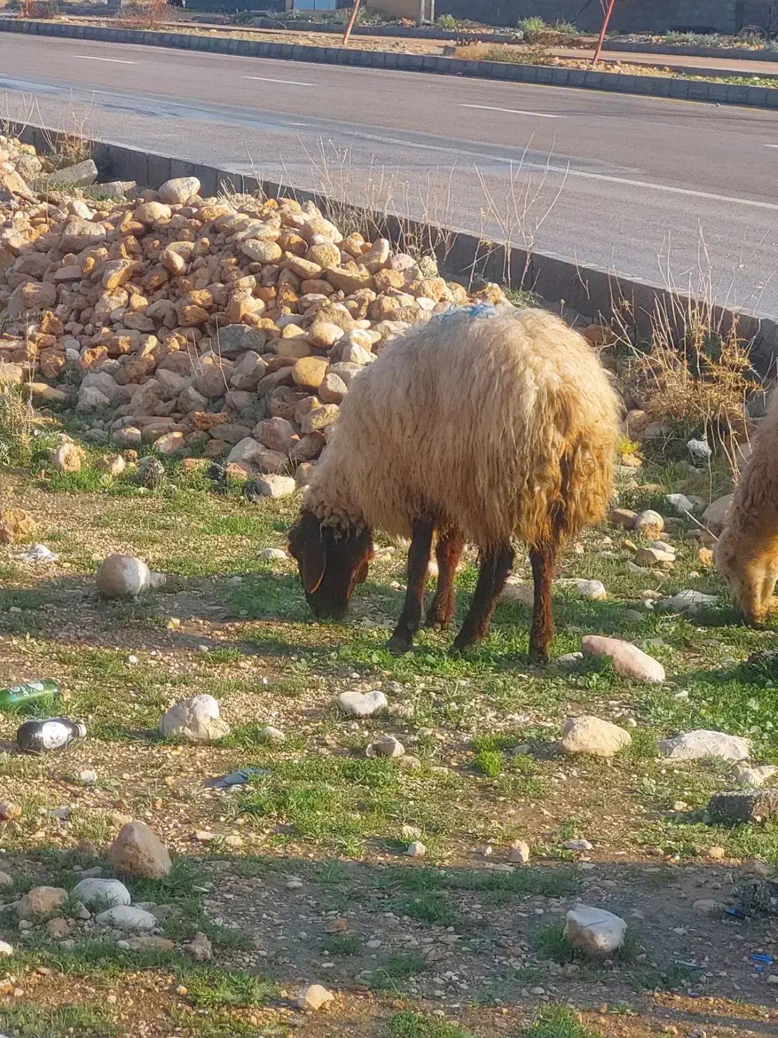 ۵ راس میش ترکی|حیوانات مزرعه|جم, |دیوار