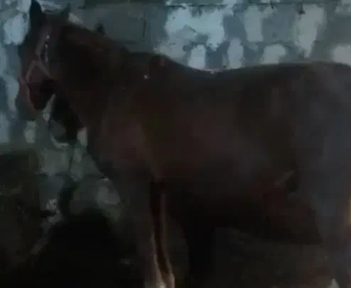 معاوضه اسب|اسب و تجهیزات اسب‌سواری|میاندوآب, |دیوار