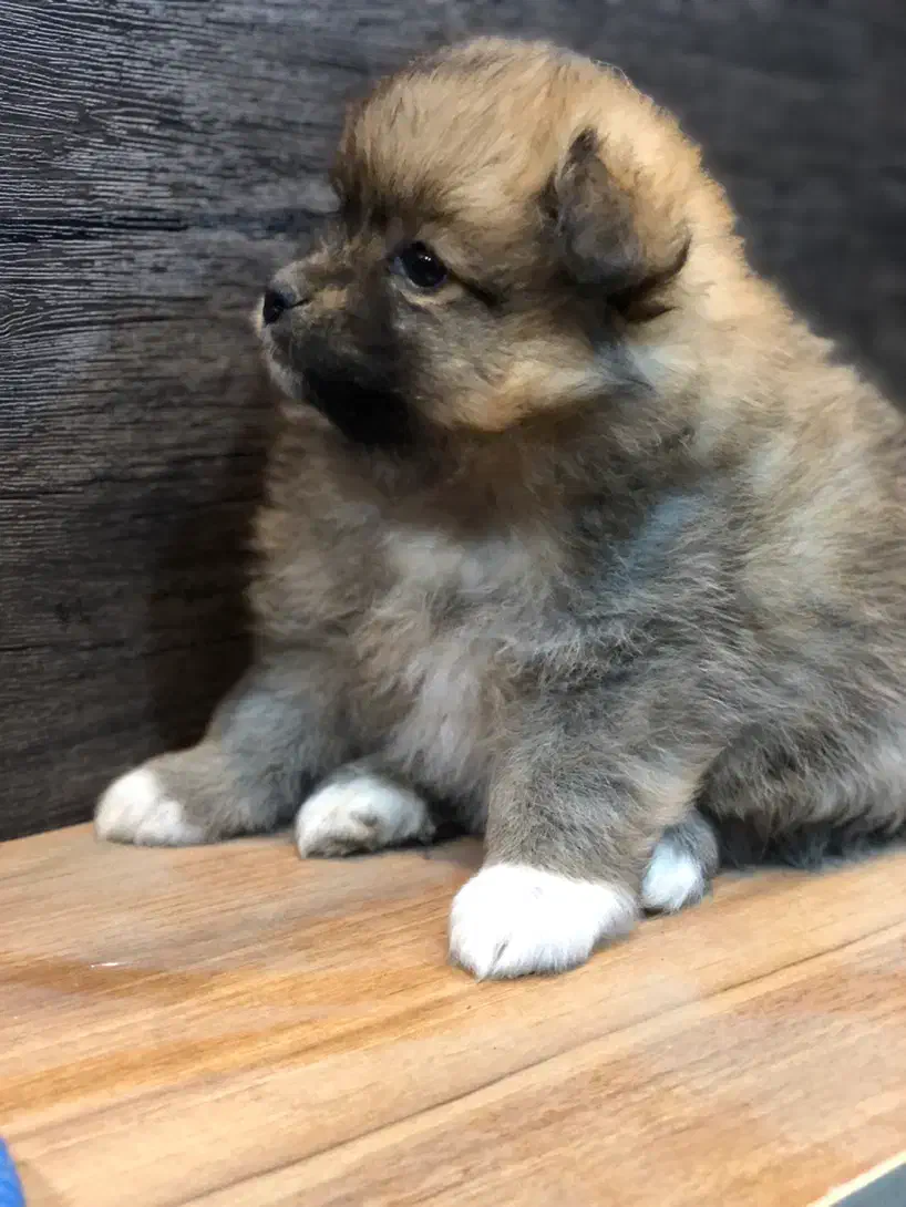 دو تا توله پامر ماده|سگ|زرگرشهر, |دیوار