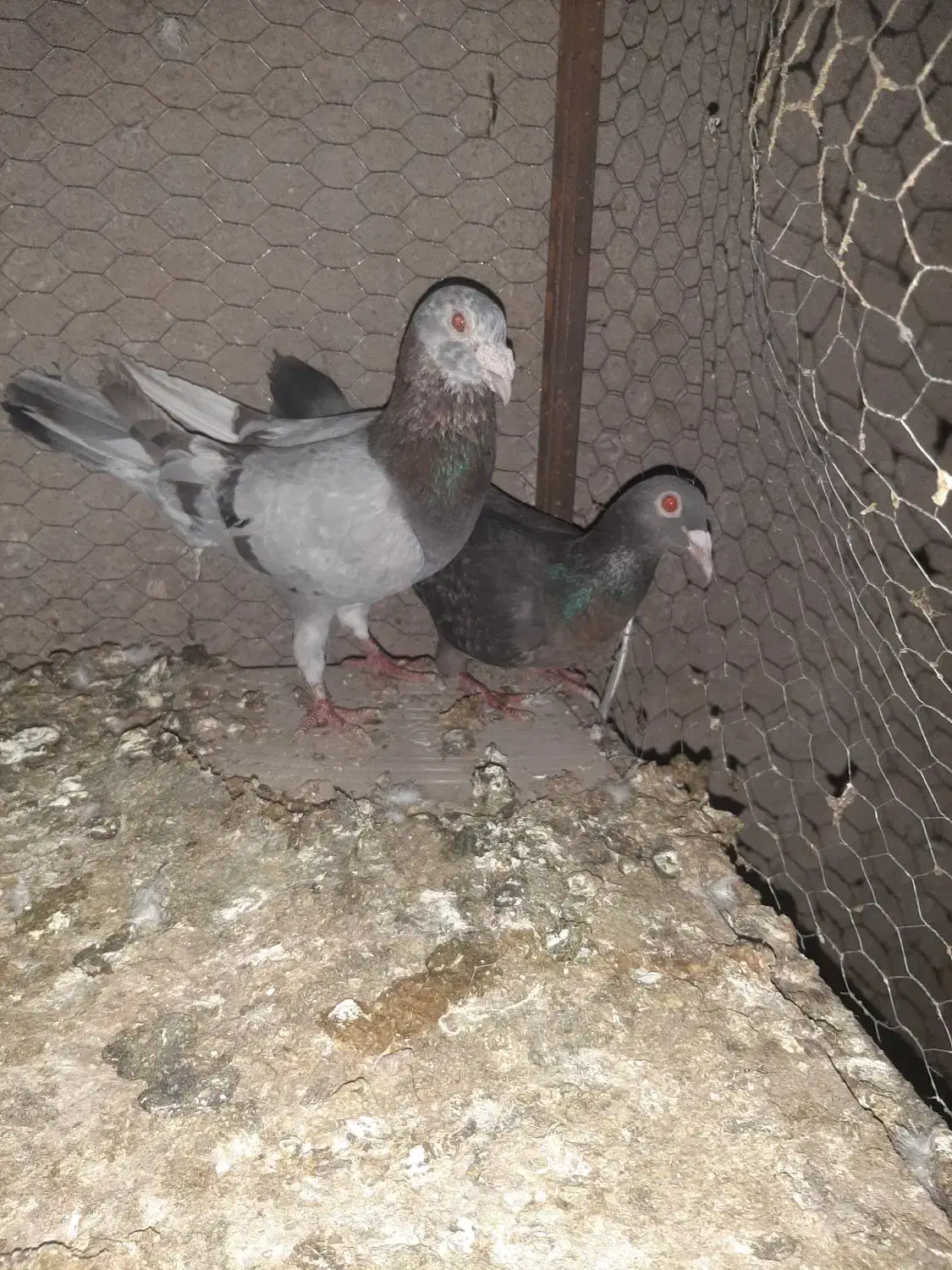 هفرنگ|پرنده|کوهین, |دیوار