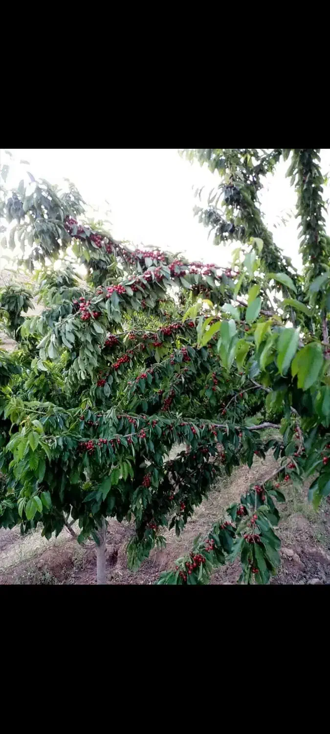 باغ|فروش دفتر صنعتی، کشاورزی، تجاری|کوهین, |دیوار