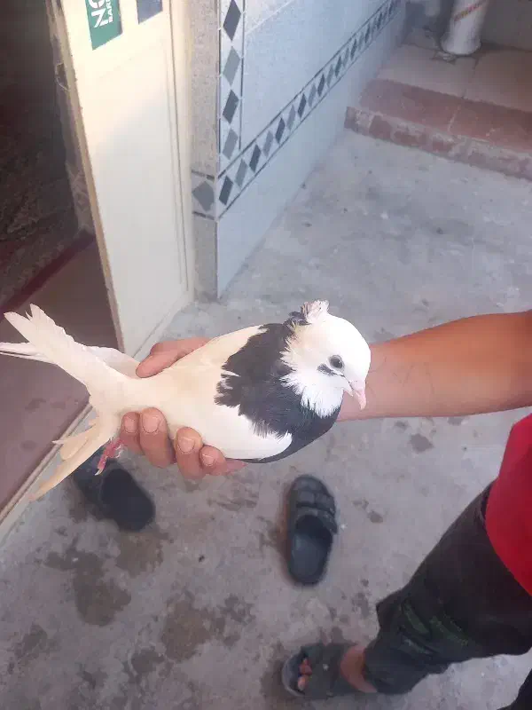 کبوتر|پرنده|باغ ملک, |دیوار