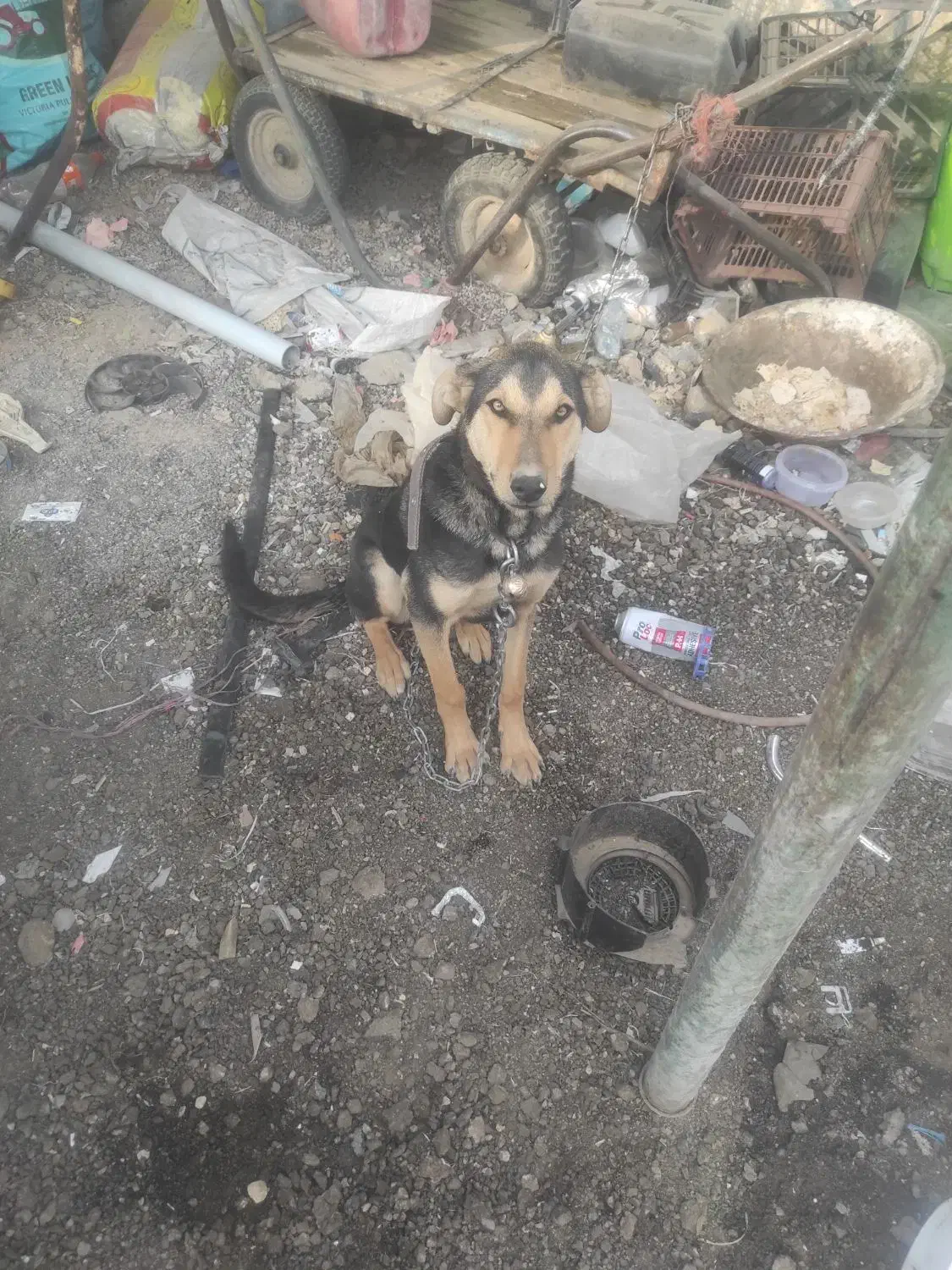 ی عدد سگ|سگ|اصفهان, ارزنان|دیوار