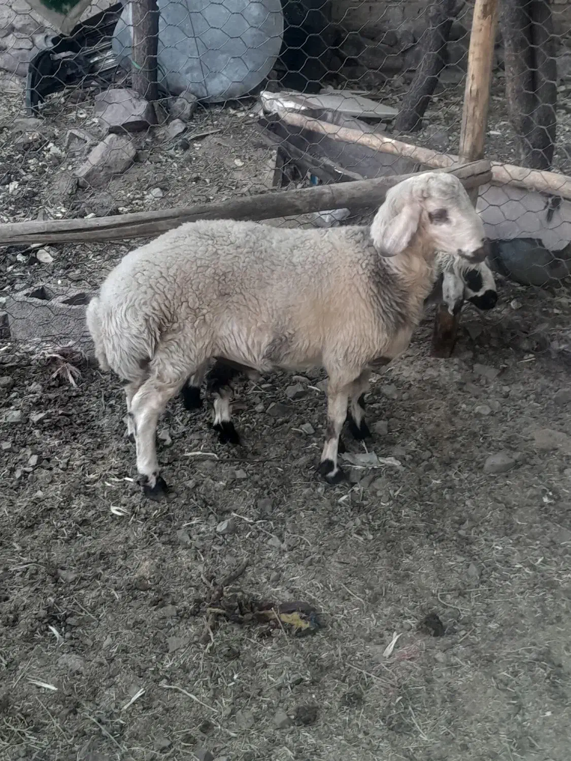 بره نر برا تخم بهترین نژاد و کشتن|حیوانات مزرعه|رابر, |دیوار