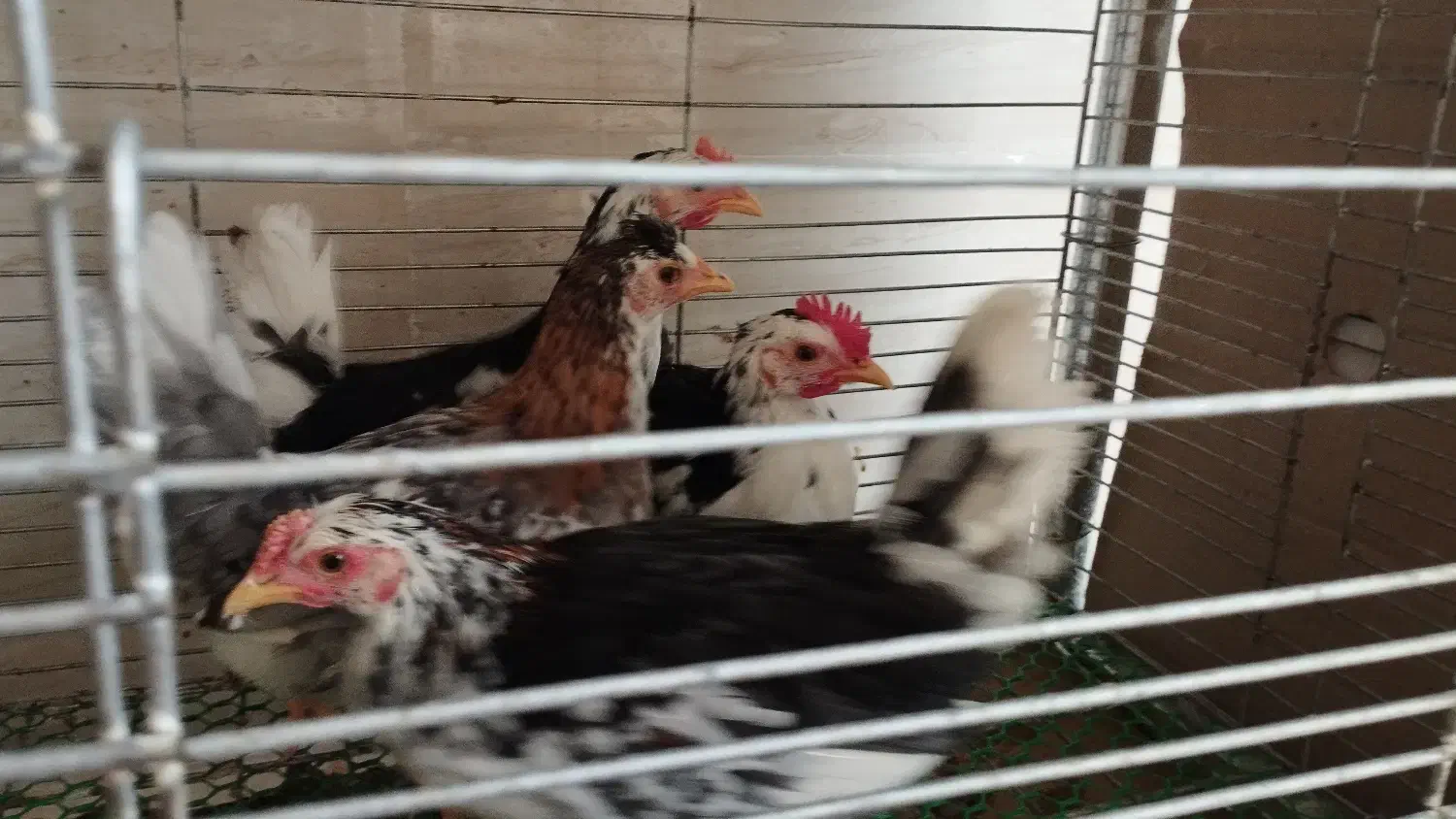 برهما و گلین و اردک مگ مگی|حیوانات مزرعه|بابل, |دیوار