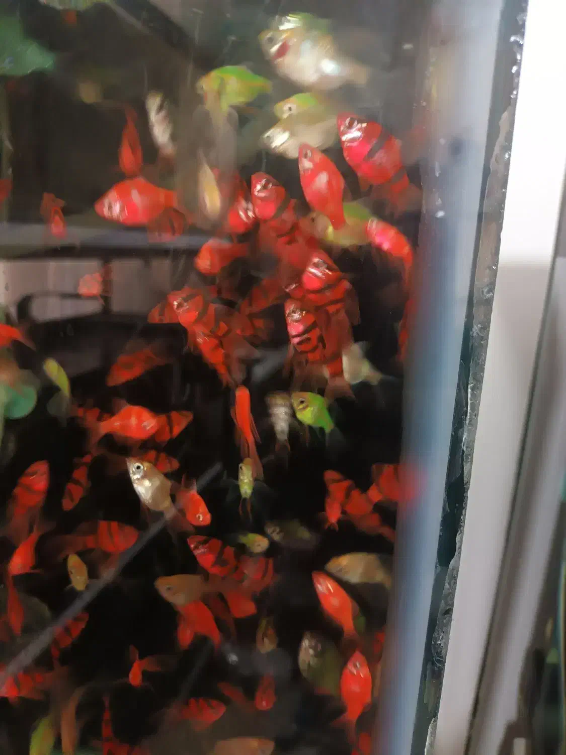 ماهی وسنگ ولوازم آکواریوم بار جدید گوپی|ماهی|مشهد, الهیه|دیوار