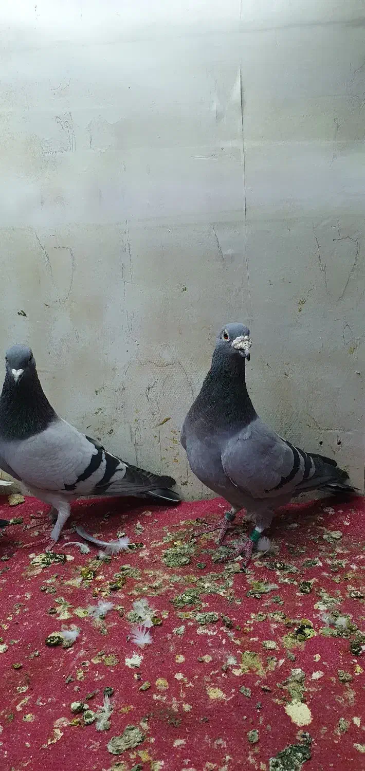 کفتر پلاکی و چادری اصل|پرنده|تهران, یاخجی آباد|دیوار