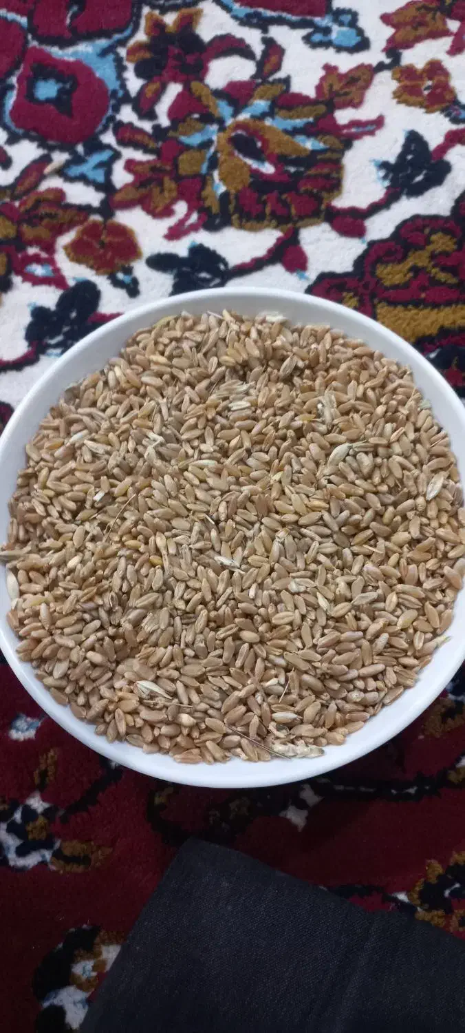 گندم دهدشت|حیوانات مزرعه|سرپل ذهاب, |دیوار