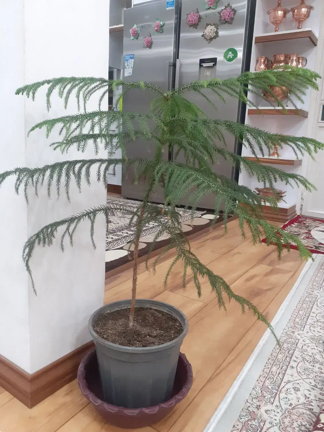 وسایل تزیینی و دکوری|گل و گیاه طبیعی|ارومیه, |دیوار