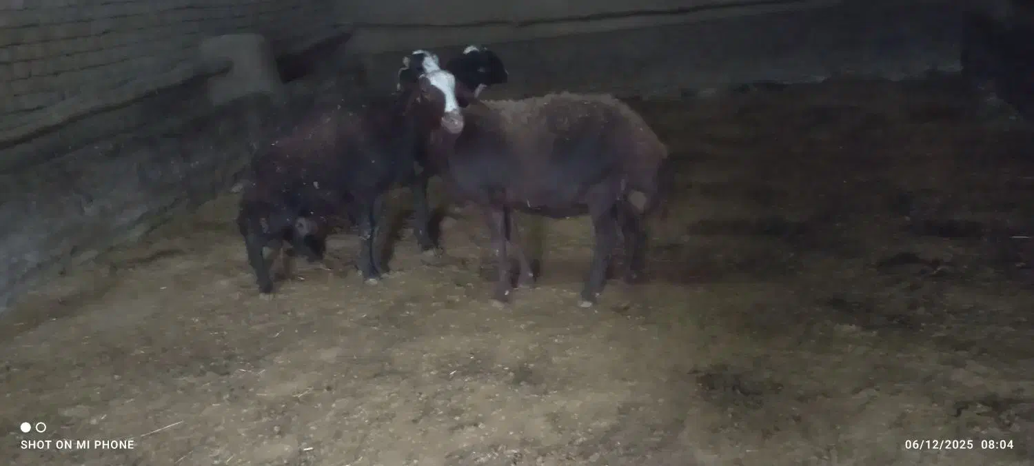 میش افشاری|حیوانات مزرعه|خنداب, |دیوار