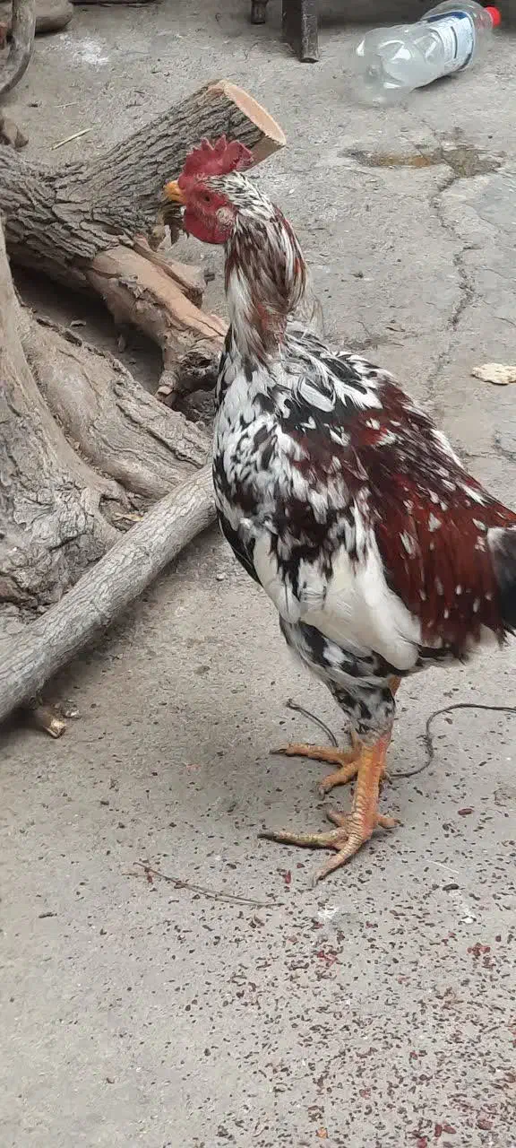 خوروس|حیوانات مزرعه|تهران, شهرک زینبیه|دیوار