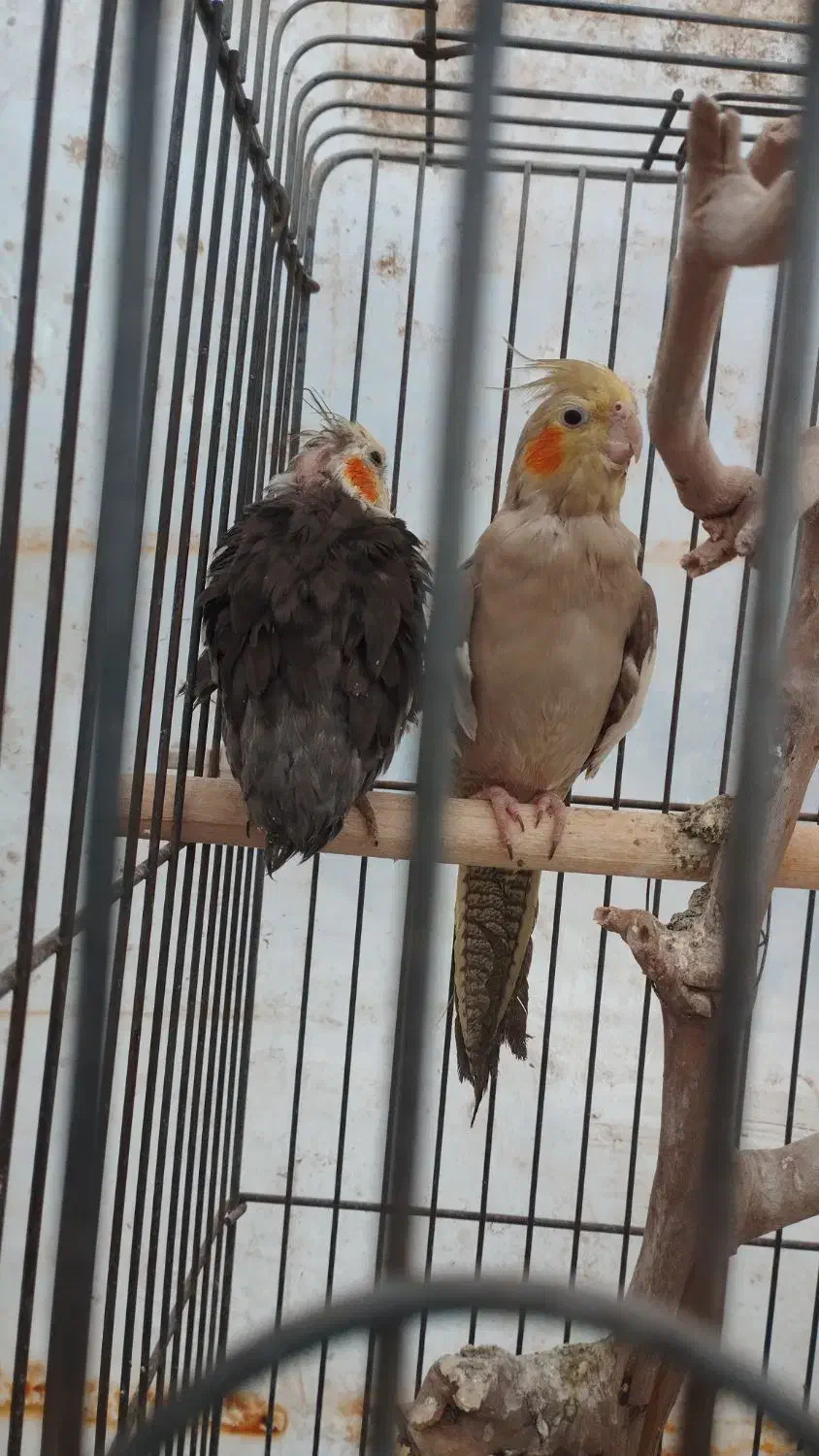 عروس هلندی|پرنده|چهارباغ, |دیوار