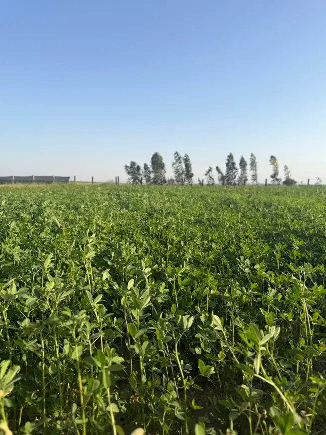یونجه پرس|خدمات باغبانی و درختکاری|چغادک, |دیوار