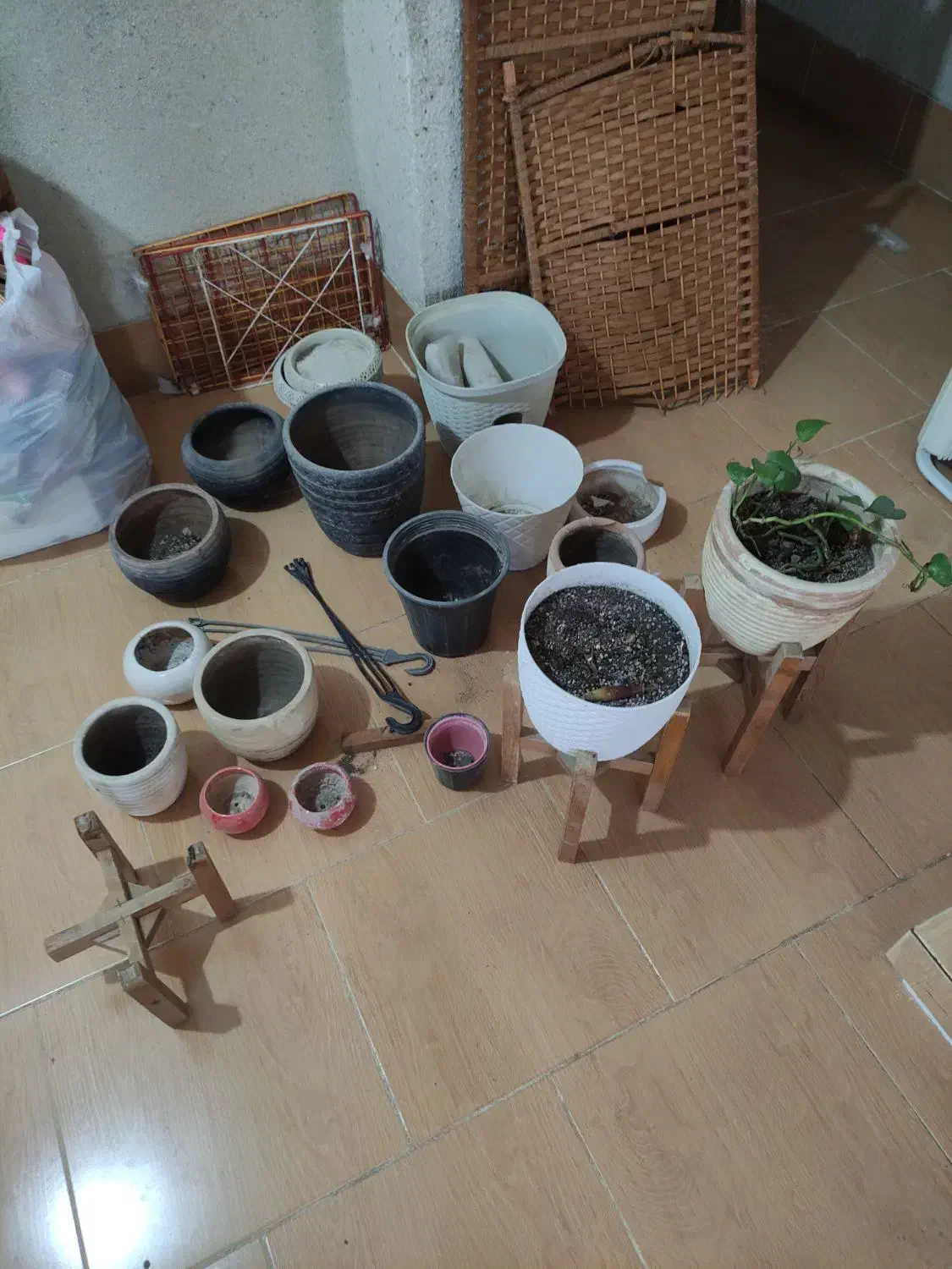 گلدان|گل و گیاه طبیعی|بندرعباس, |دیوار