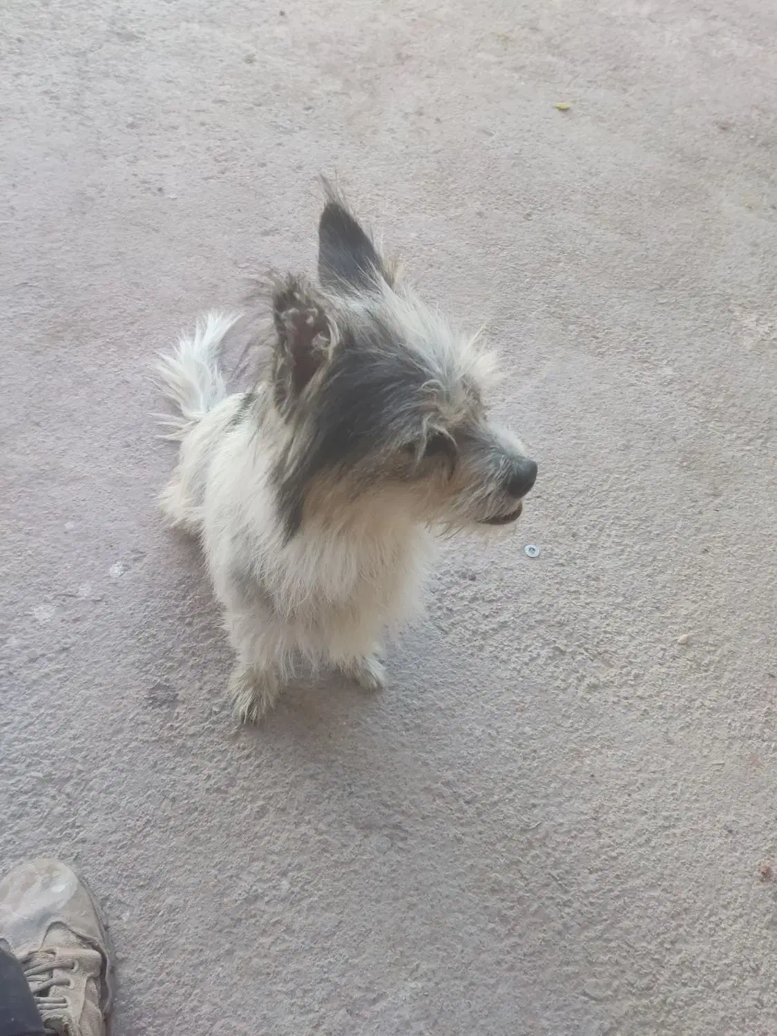 سگ پاکوتاه خشکل وحرف گوش کن|سگ|کاشمر, |دیوار