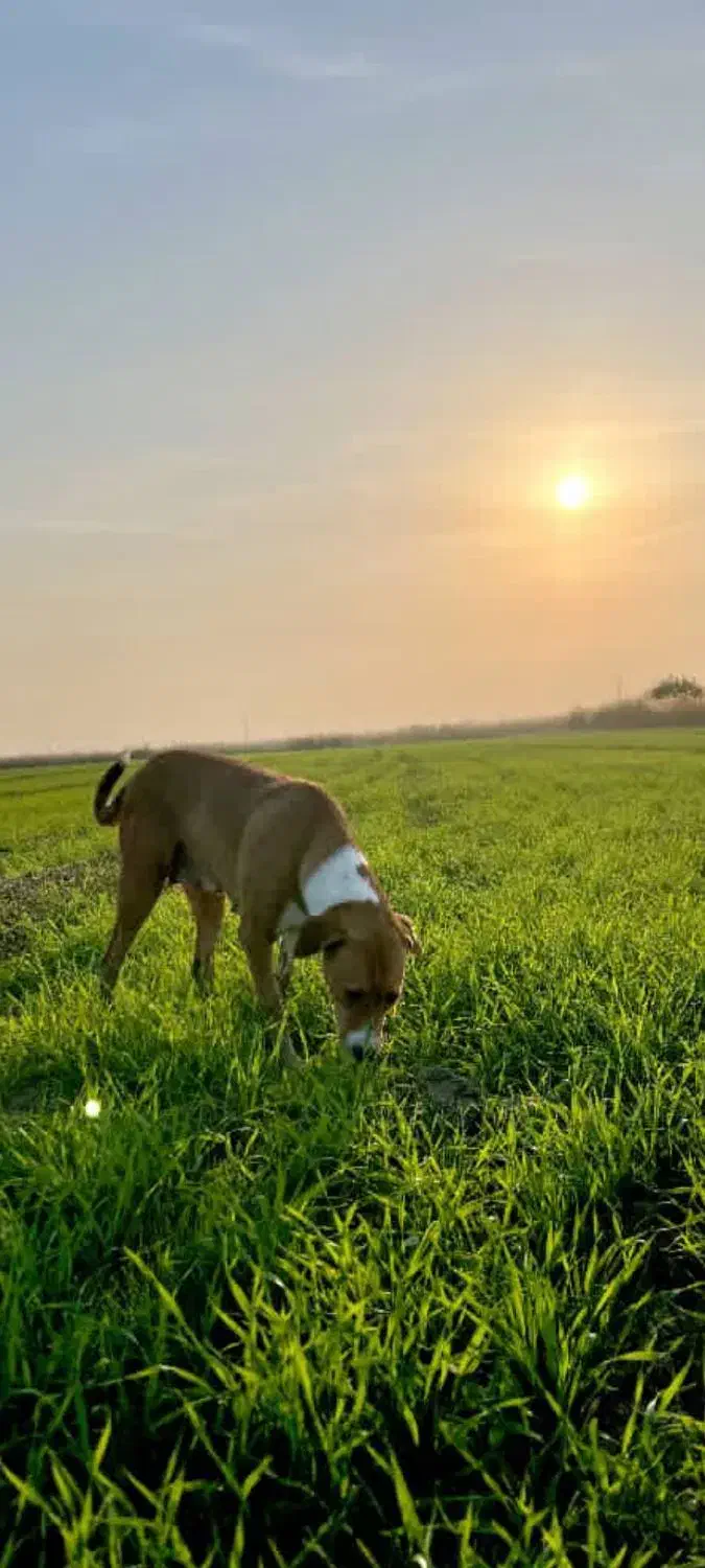 سگ. gom shode|سگ|شیراز, پودنک|دیوار