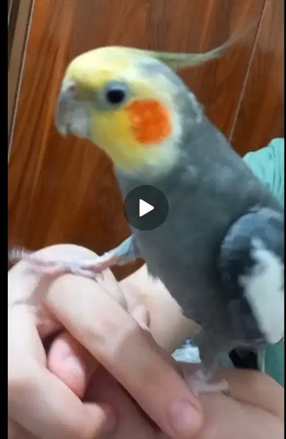 عروس هلندی نر سینامون|پرنده|سنگر, |دیوار