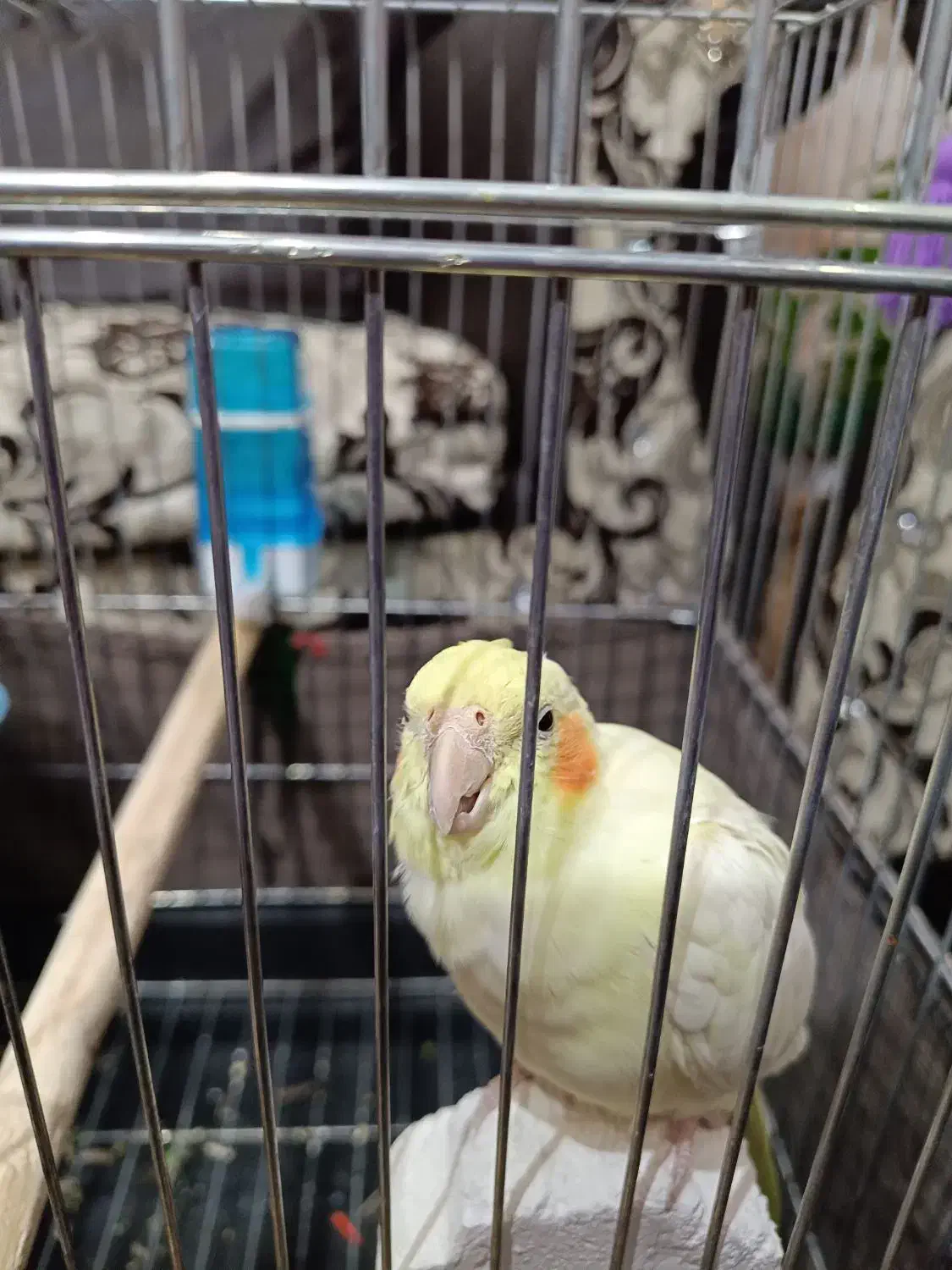 طوطی عروس هلندی لوتینو با قفس|پرنده|محمدیه-قزوین, |دیوار