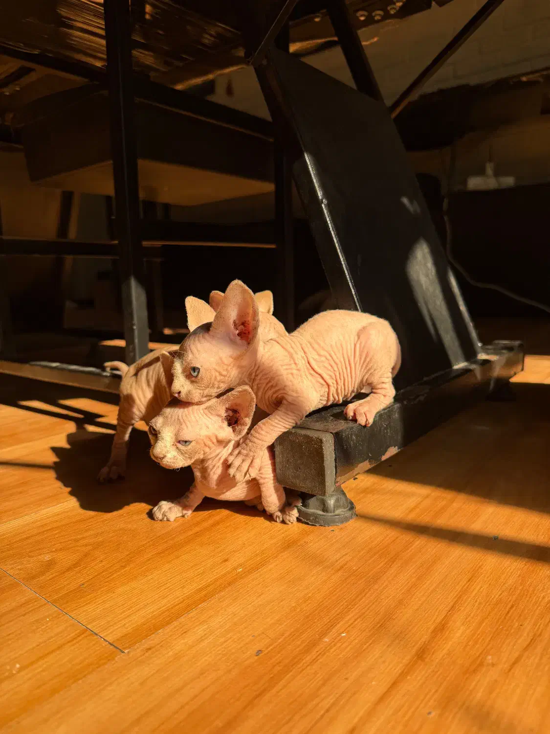 گربه (بدون مو)|گربه|آمل, |دیوار