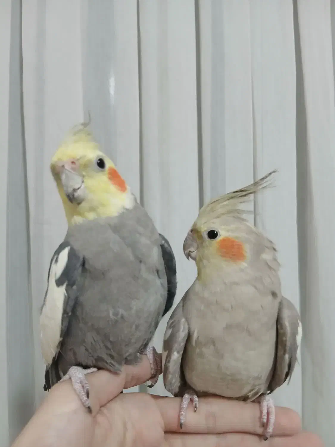 جفت کارداده عروس هلندی|پرنده|تهران, مسعودیه|دیوار