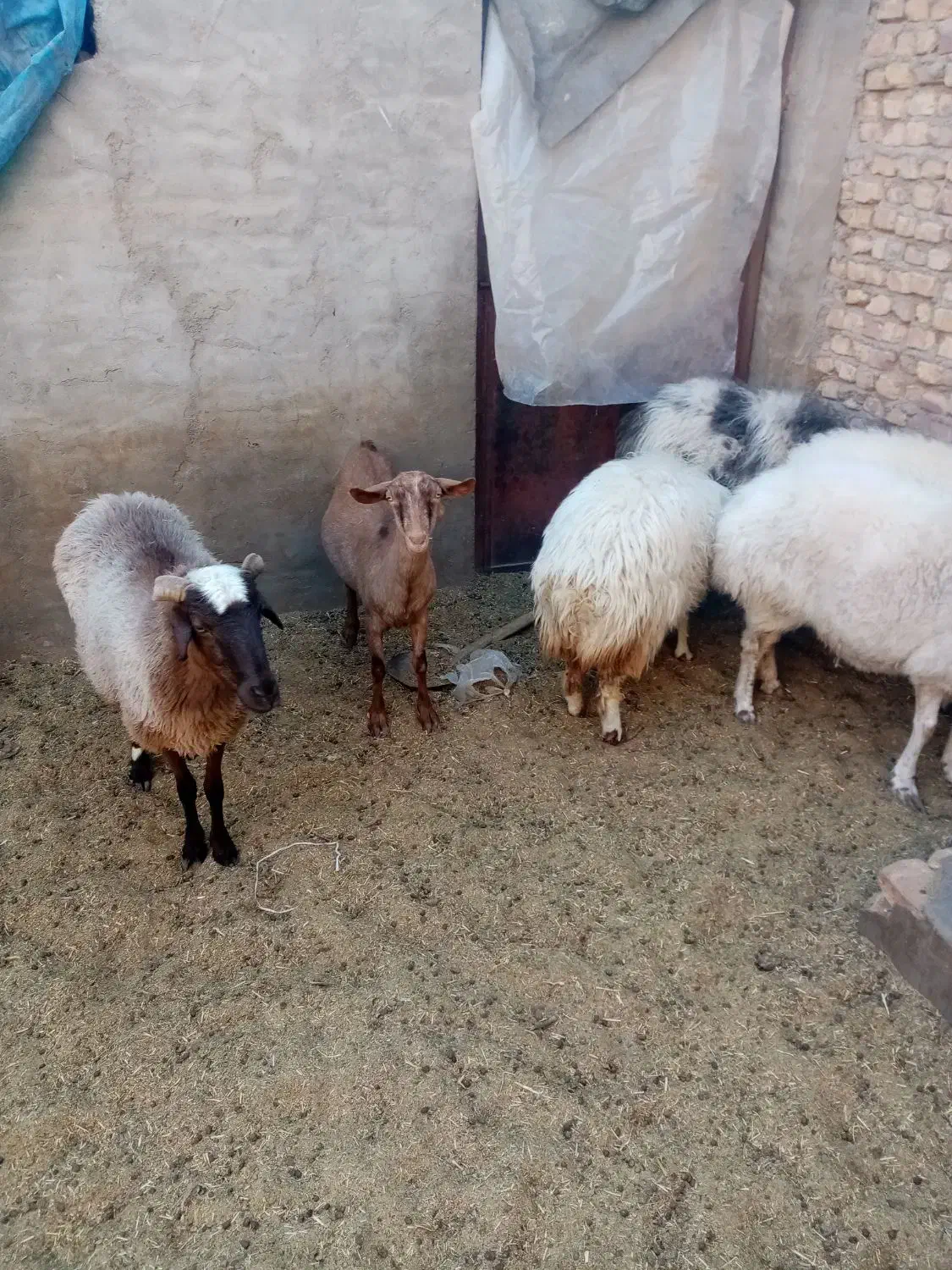 میش آبستن|حیوانات مزرعه|یزد, |دیوار