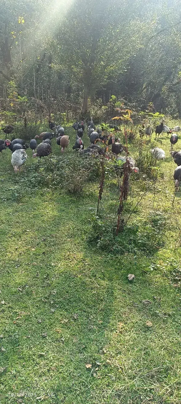 بقلمون|حیوانات مزرعه|سیاهکل, |دیوار