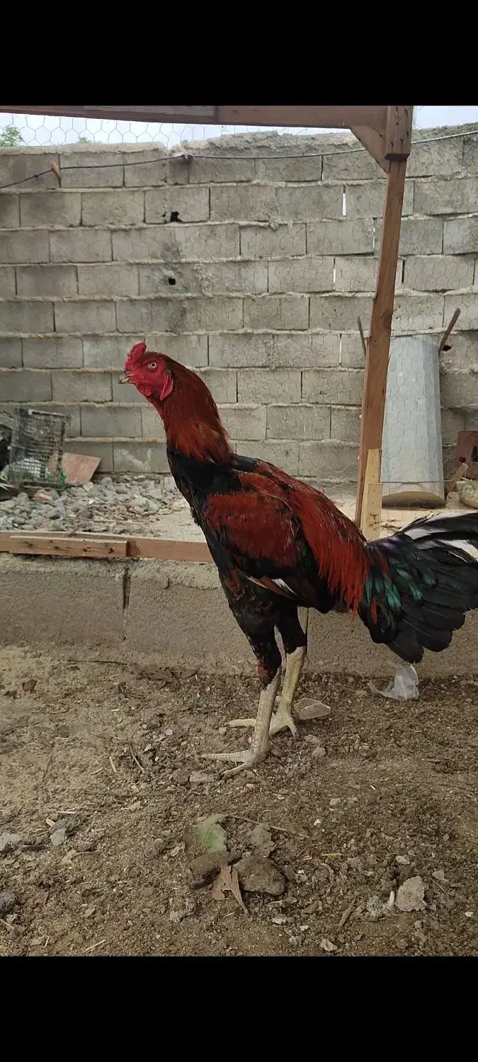 مرغ و ۹ تا جوجه لاری اصیل افغان|حیوانات مزرعه|آق قلا, |دیوار