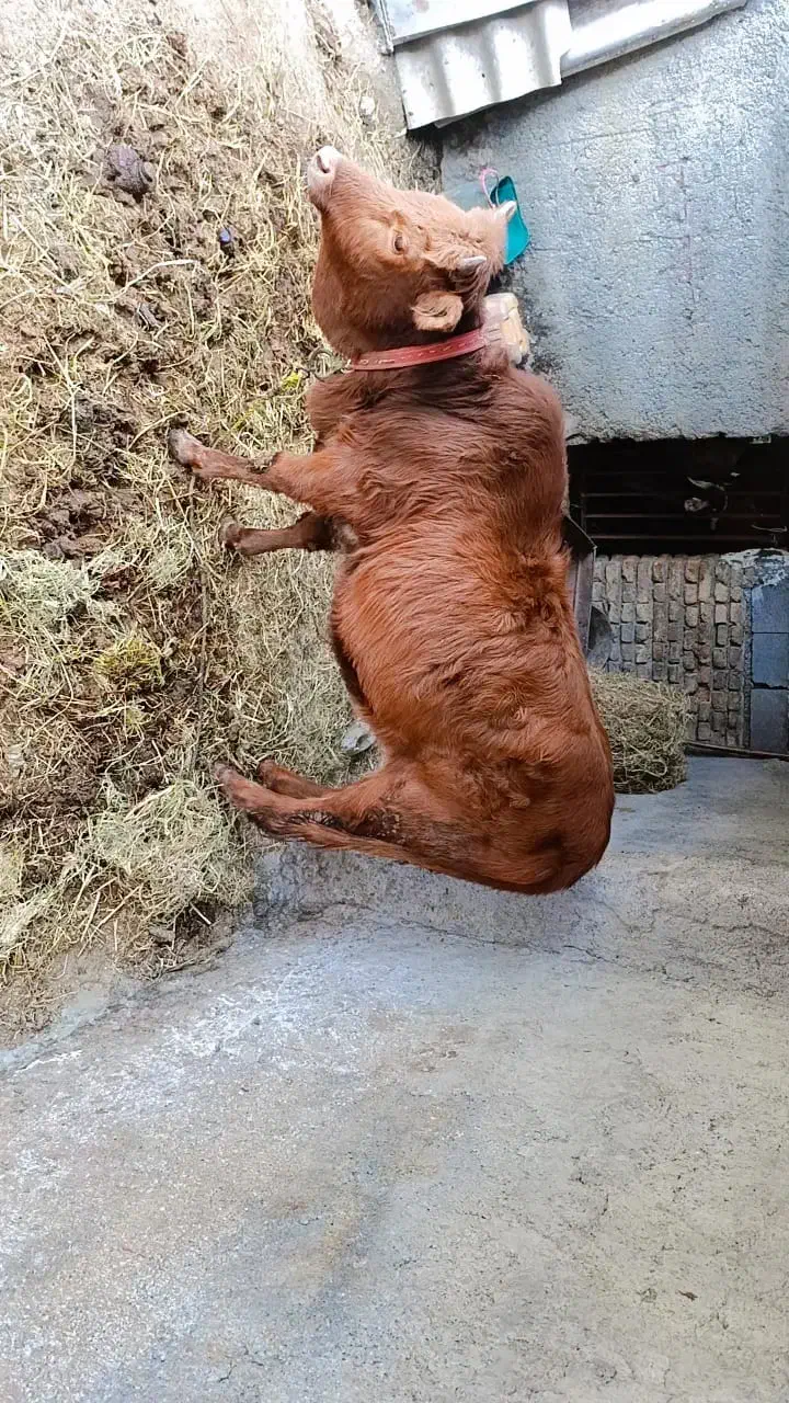 گاو گوشتی|حیوانات مزرعه|آق قلا, |دیوار