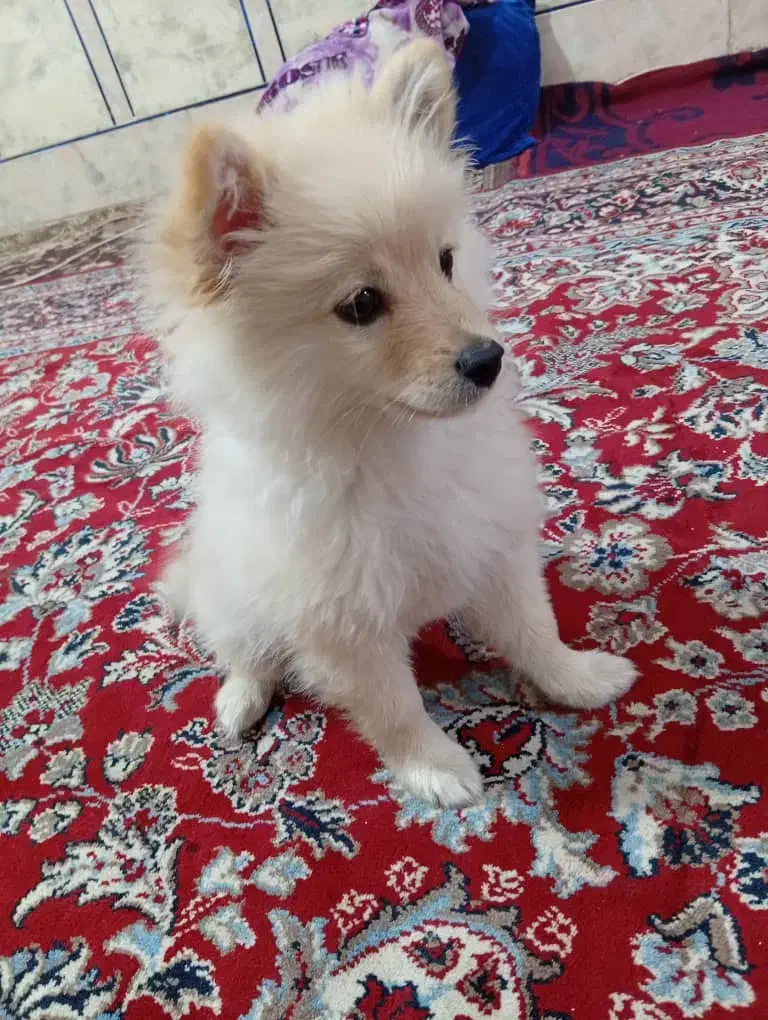 پامر‌.روباهی|سگ|اهواز, لشکرآباد|دیوار