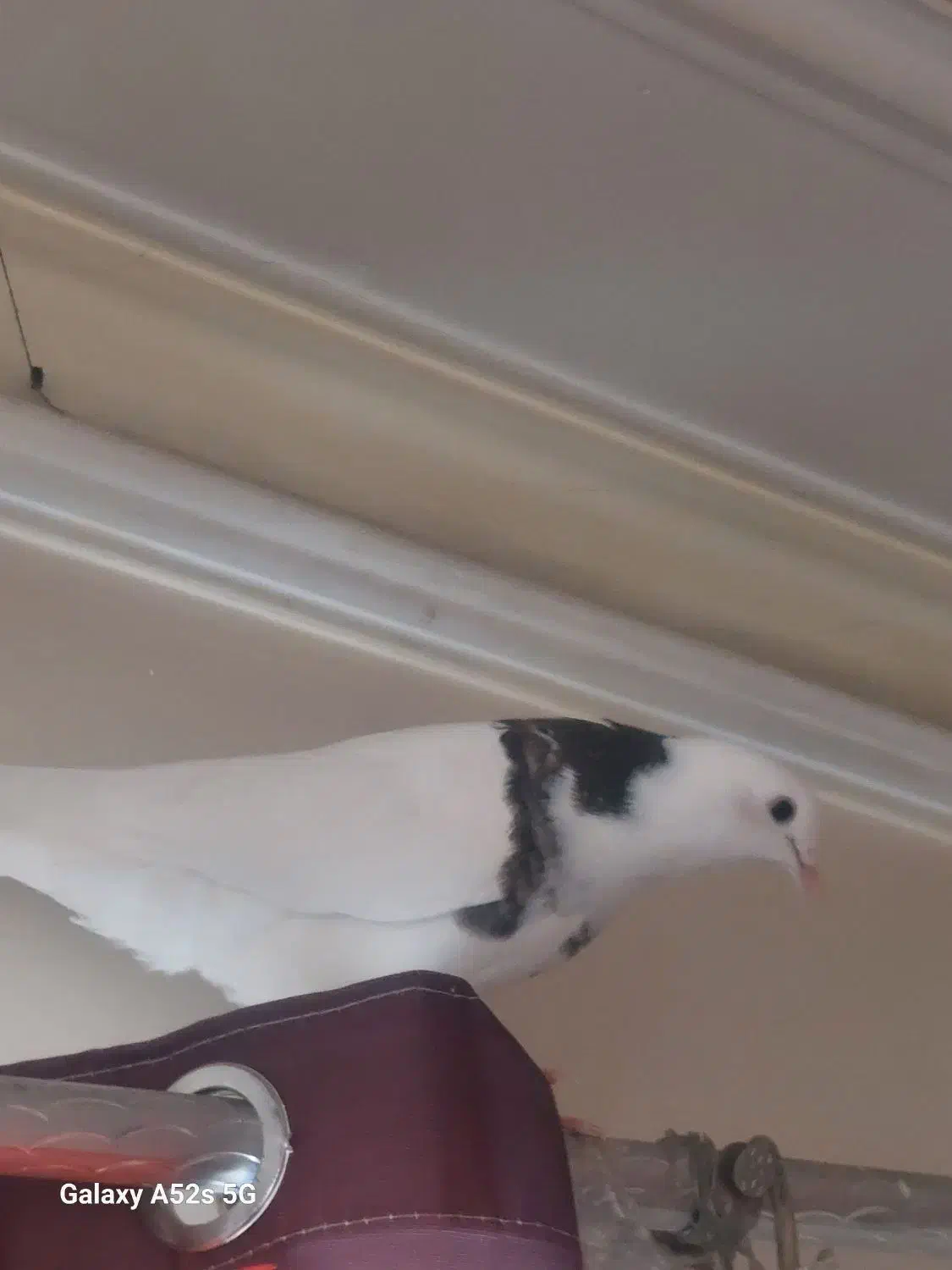 کبوتر جوجه نر۲پر انداخته|پرنده|تهران, سبلان (لشگر)|دیوار