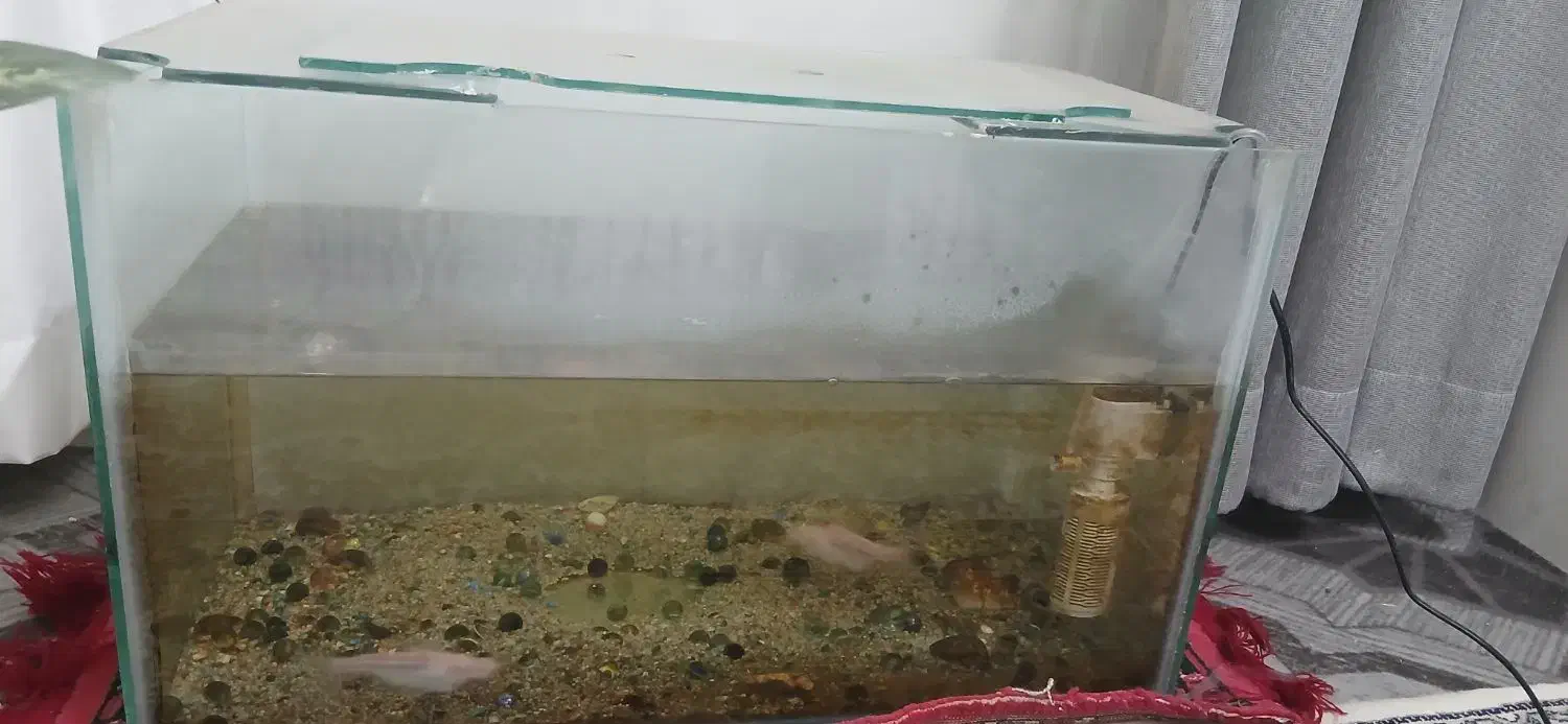 اکواریوم|ماهی|میبد, |دیوار