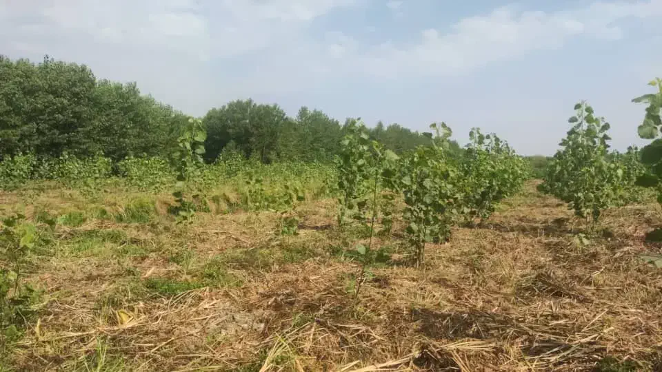 فروش زمین باغی زیرقیمت برای کاشت درخت|فروش زمین و ملک کلنگی|ضیابر, |دیوار