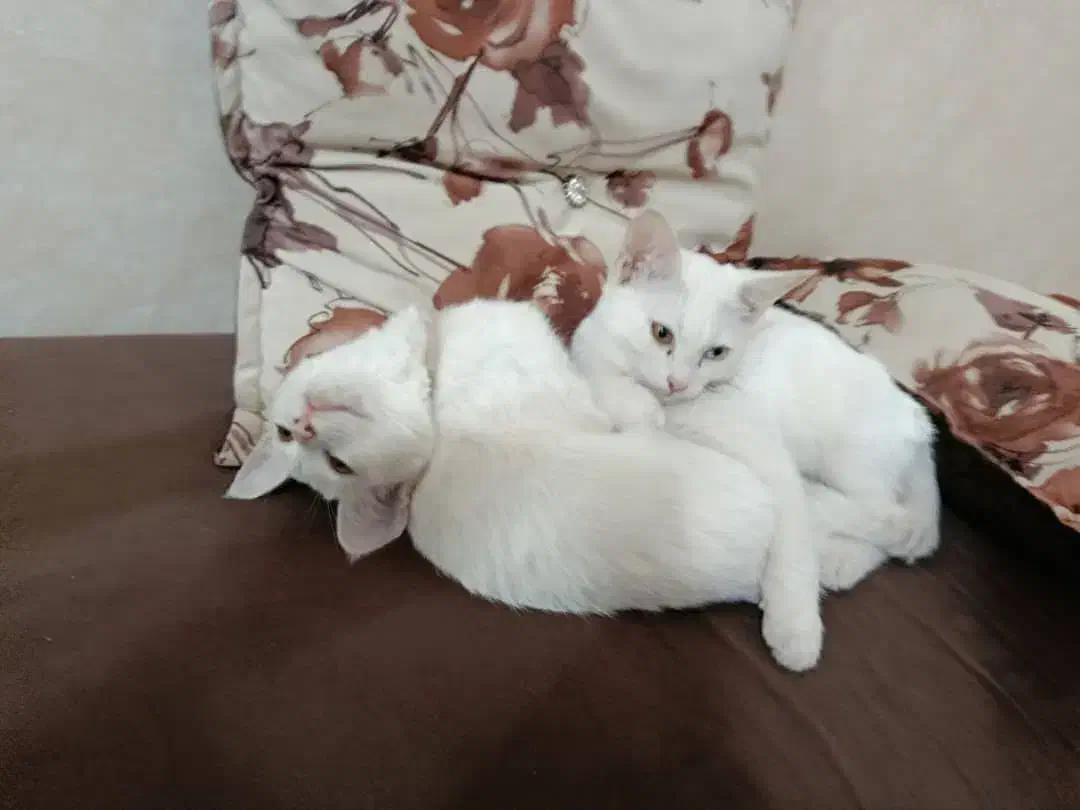 گربه خانگی|گربه|یزد, |دیوار