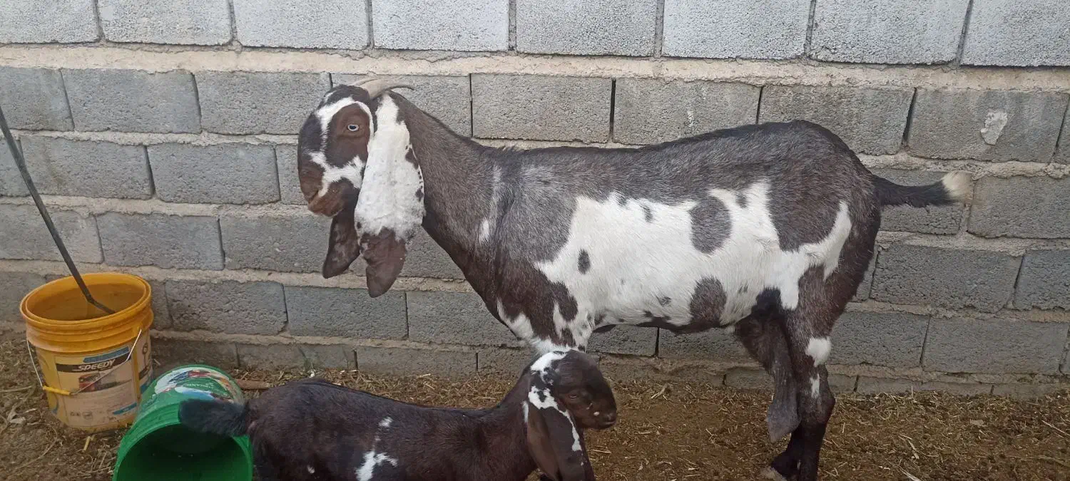 بز بیتال پنجابی|حیوانات مزرعه|جنت, |دیوار