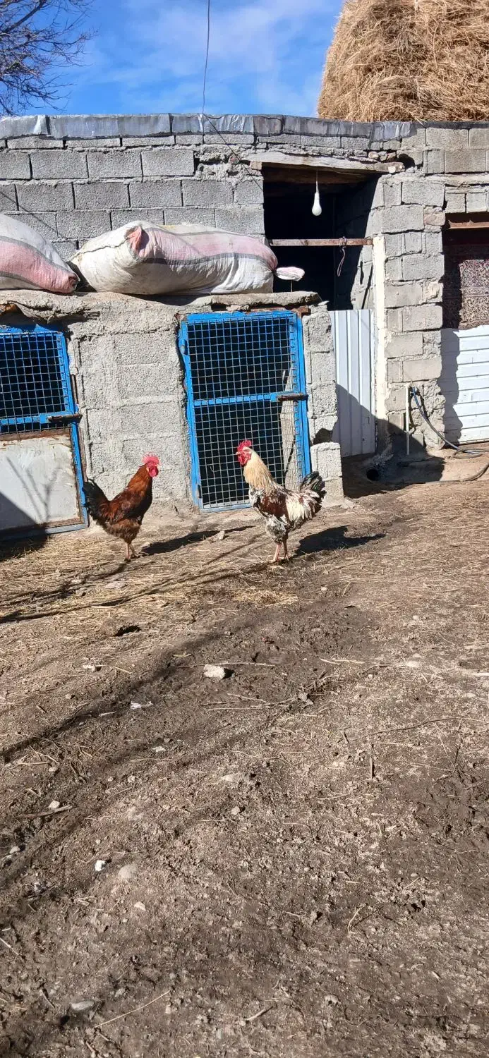 خروس محلی|حیوانات مزرعه|مشگین شهر, |دیوار