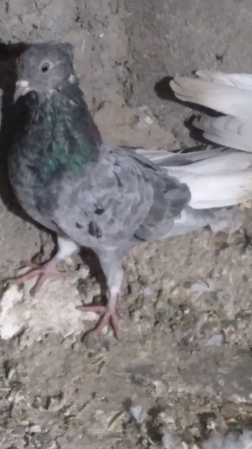 دم‌سفید‌۳۵۰۰|پرنده|محمدیه-قزوین, |دیوار