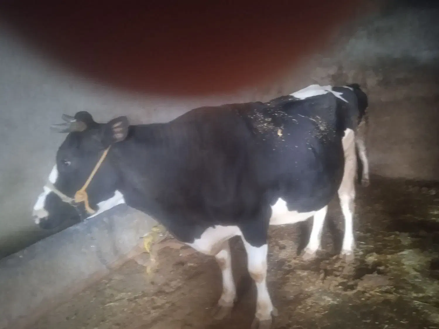 گاو شیری|حیوانات مزرعه|گیان, |دیوار