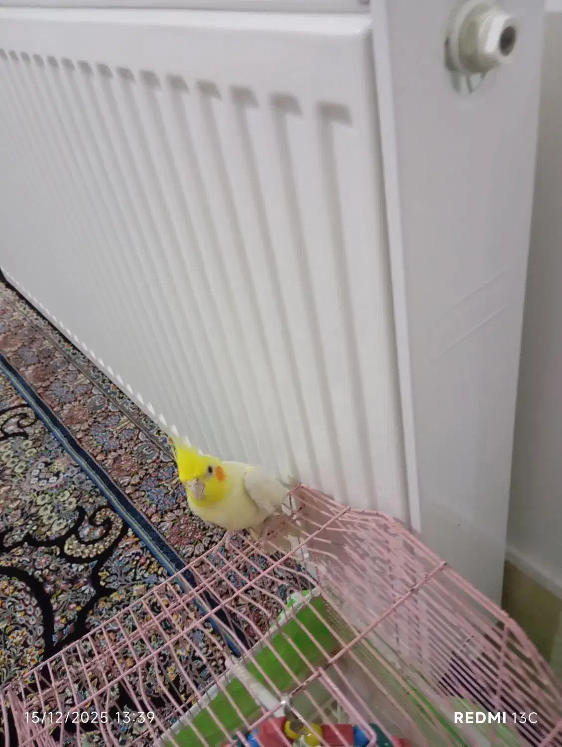 عروس هلندی|پرنده|سردشت, |دیوار