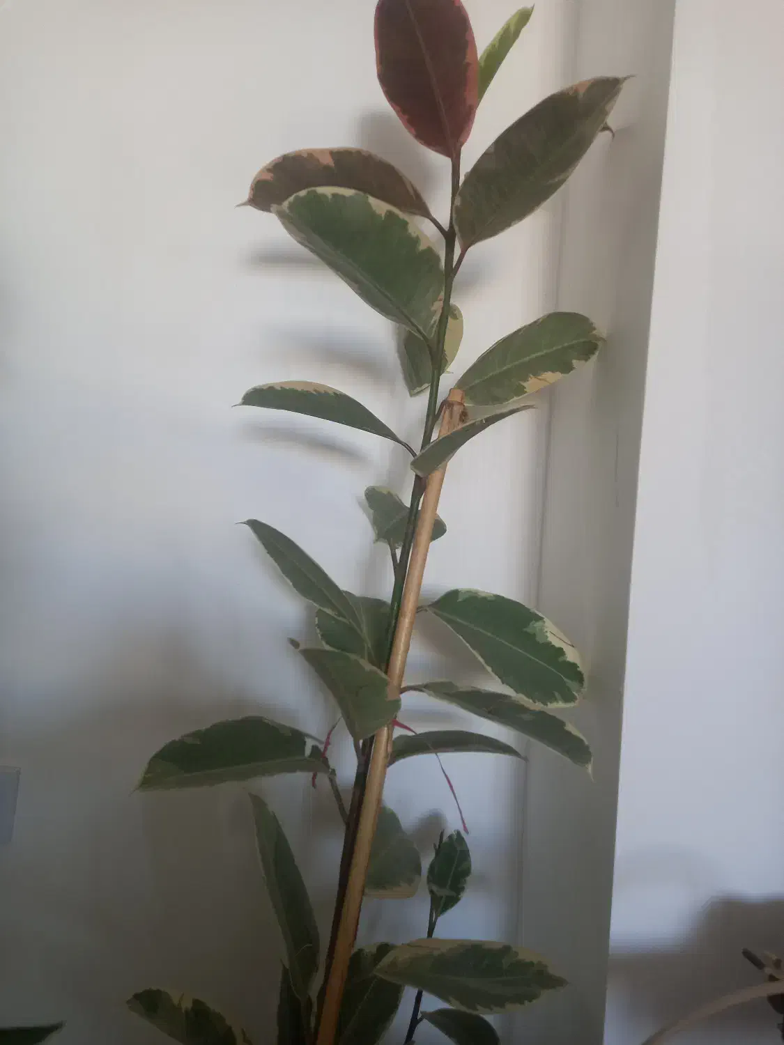 فیکوس ابلق دو شاخه|گل و گیاه طبیعی|شیراز, رکنآباد|دیوار