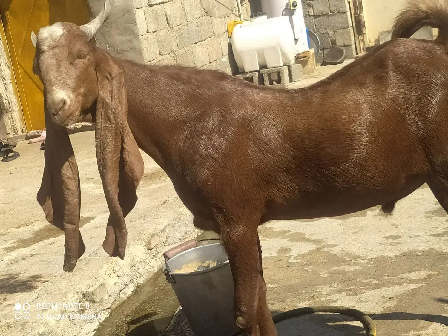 پازن پاکستانی|حیوانات مزرعه|بهبهان, |دیوار