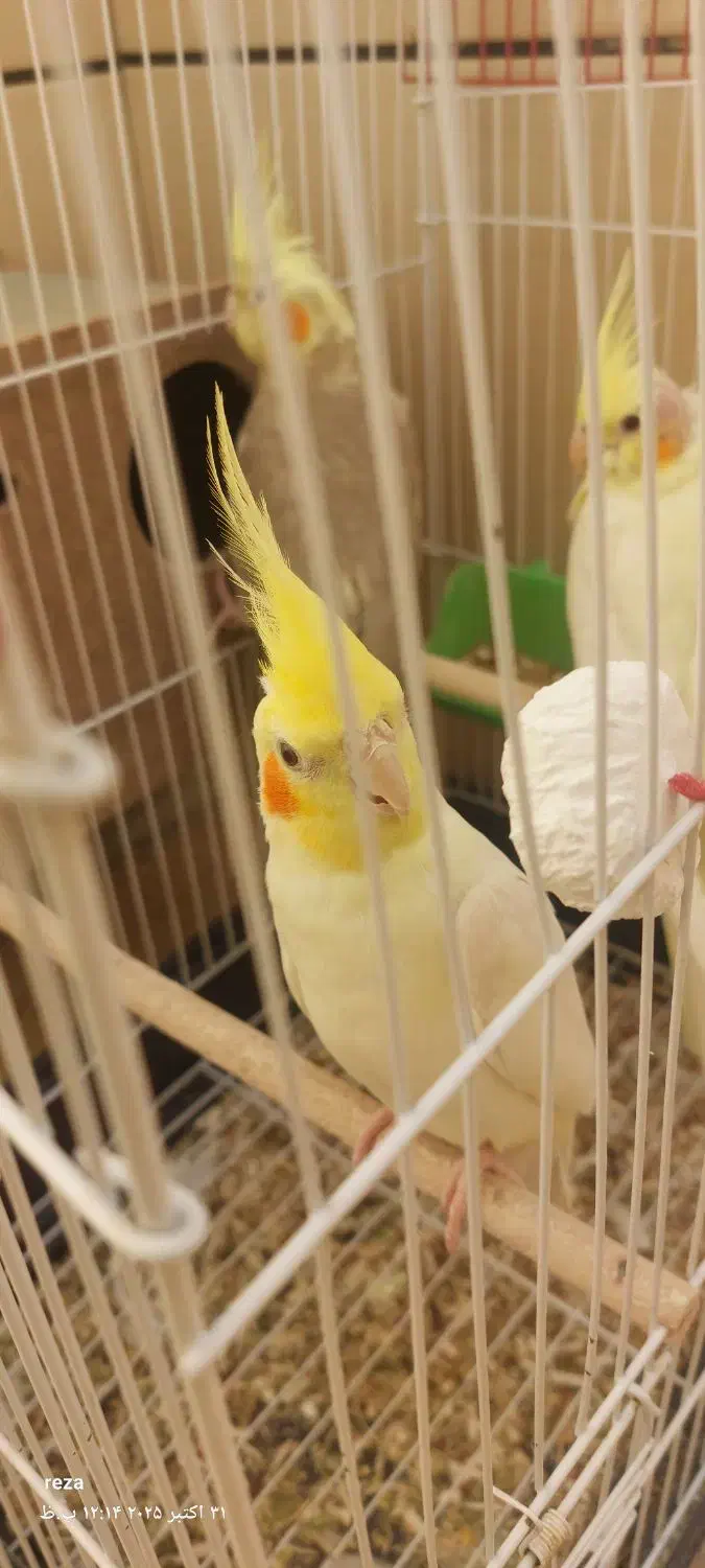 نروماده۲سالونیم کارداده|پرنده|اهواز, فرهنگ شهر|دیوار