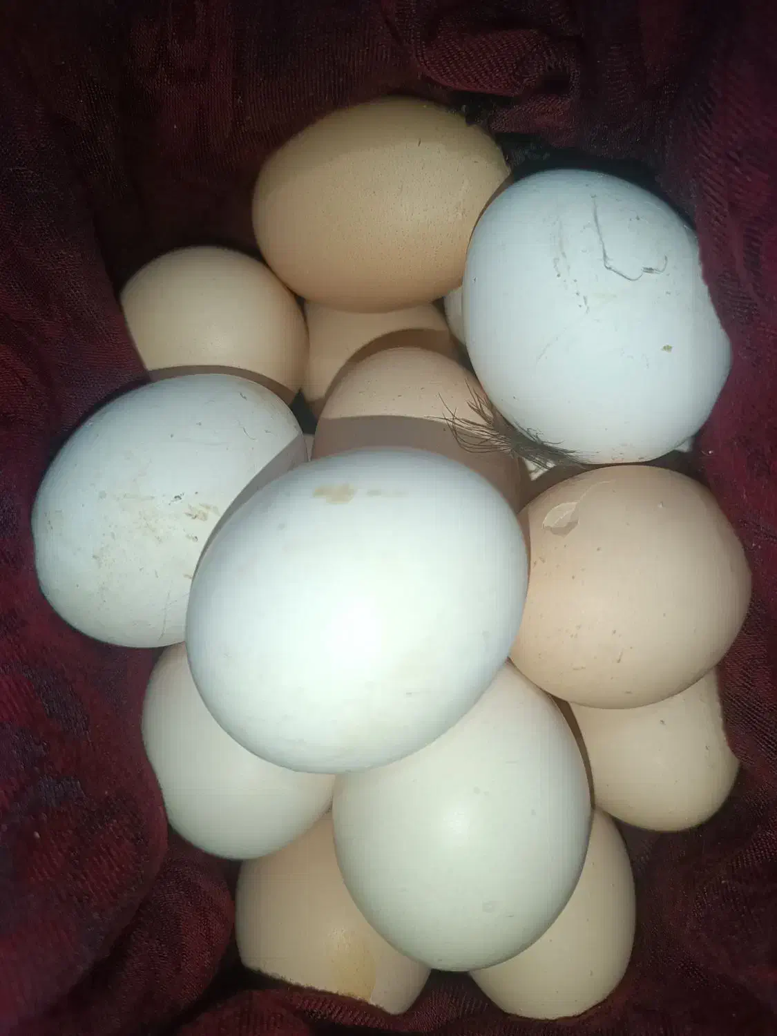 تخم مرغ محلی|خوردنی و آشامیدنی|ایرانشهر, |دیوار