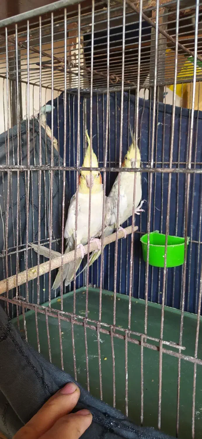 عروس هلندی و فنج کینگ|پرنده|الوند, |دیوار