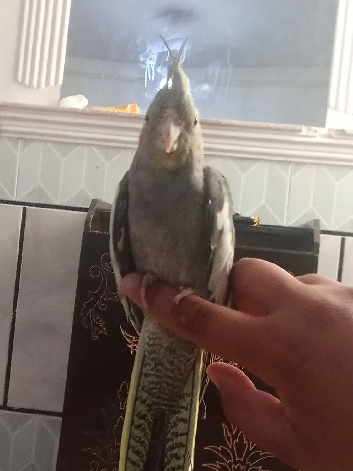 عروس هلندی دستی|پرنده|کرباسک, |دیوار