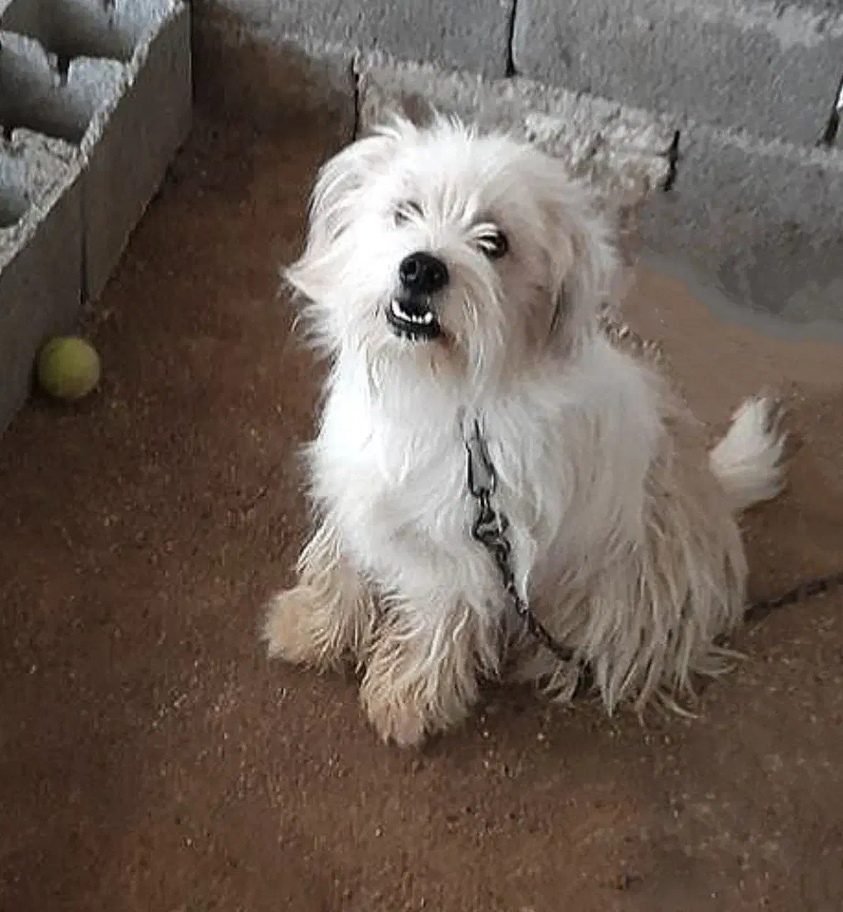 سگ شیتزو معاوضه با عروس هلندی|سگ|خرمآباد, |دیوار