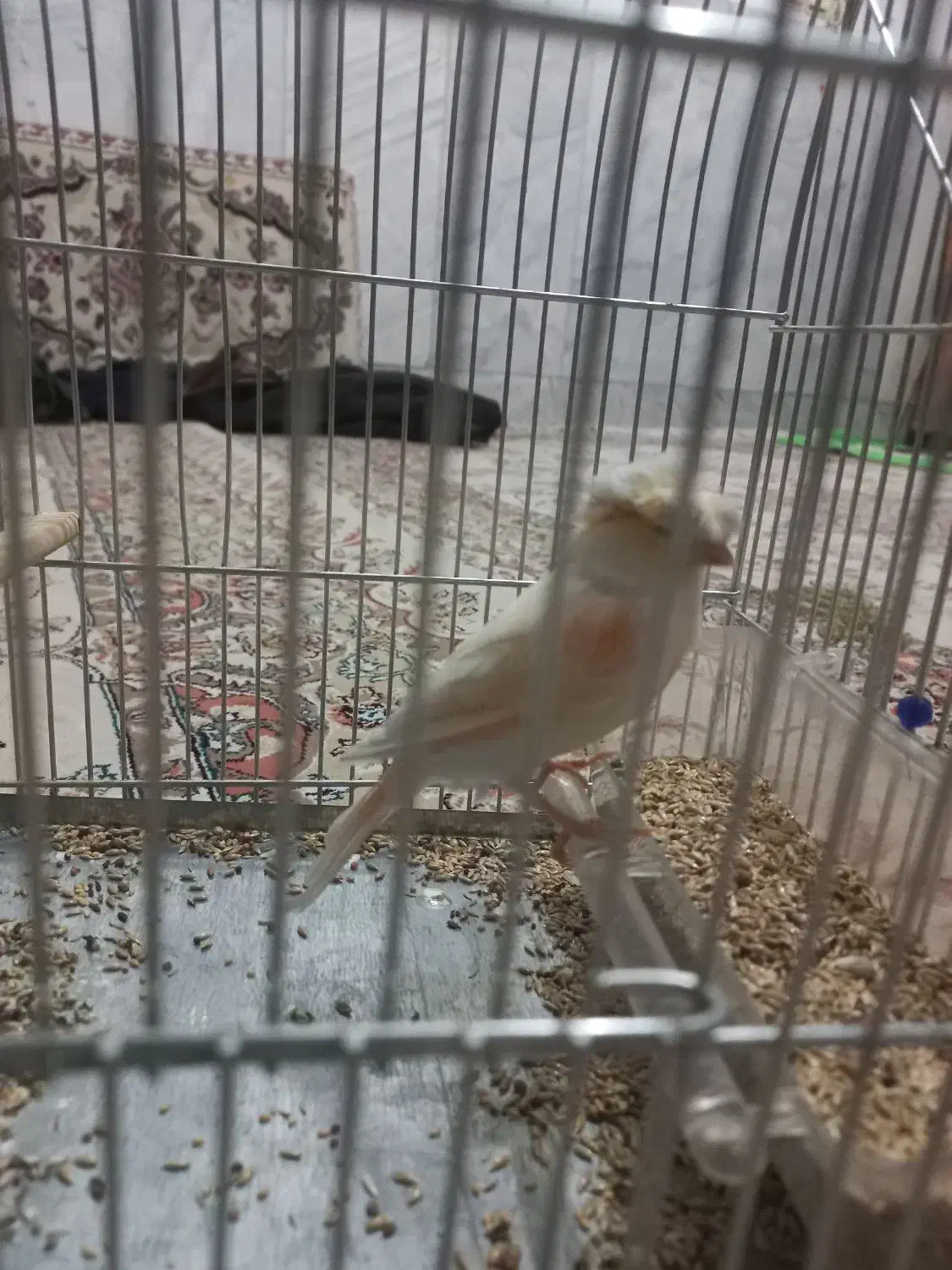 قناری ماده|پرنده|سیوان, |دیوار