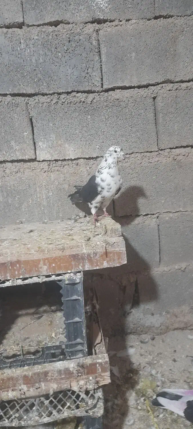 کبوتر|پرنده|کوهدشت, |دیوار