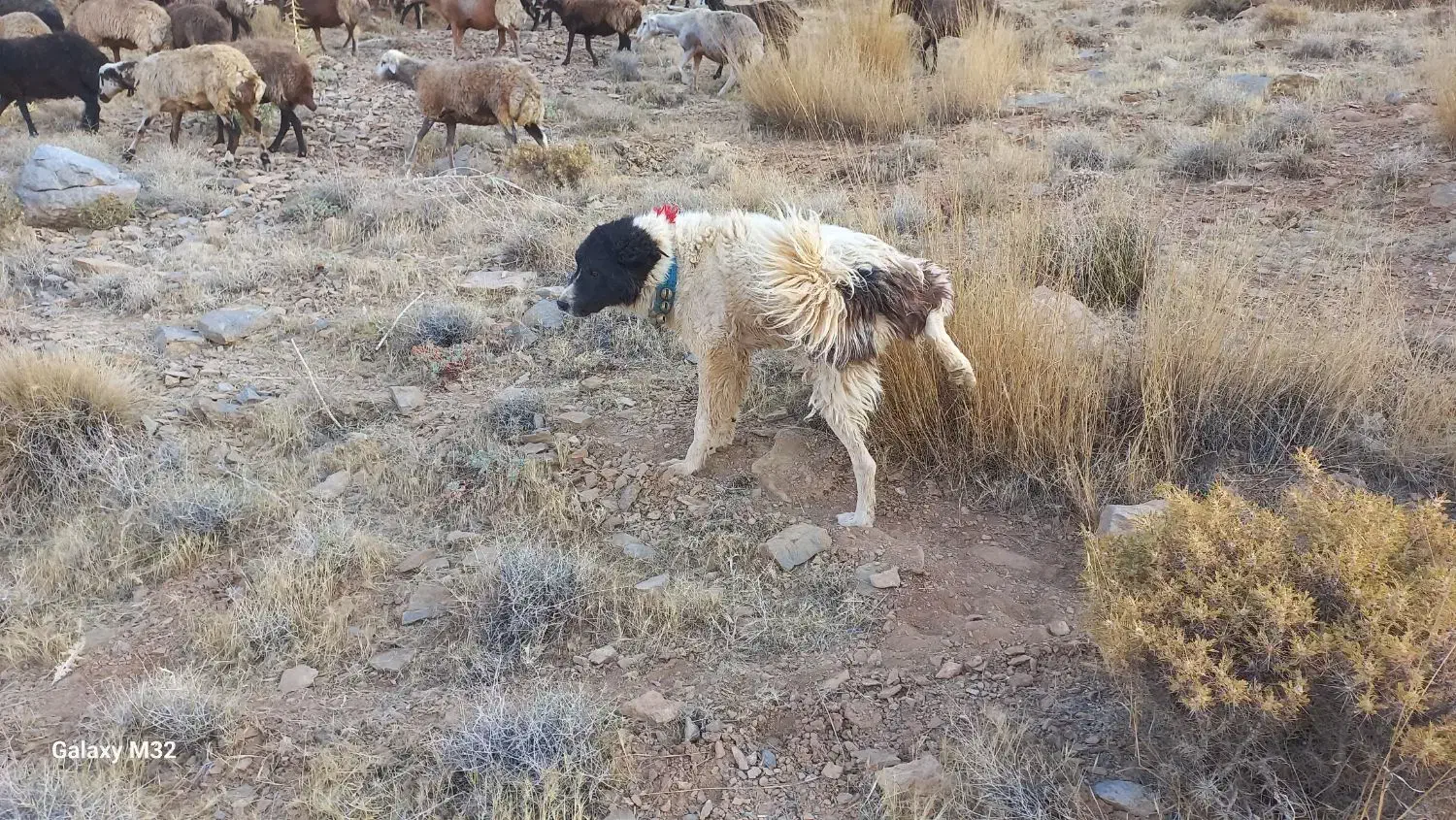 ۴تا سگ گله ای۳تا نر ۱ لاس  قیمت ۴۵ تومن|سگ|چادگان, |دیوار