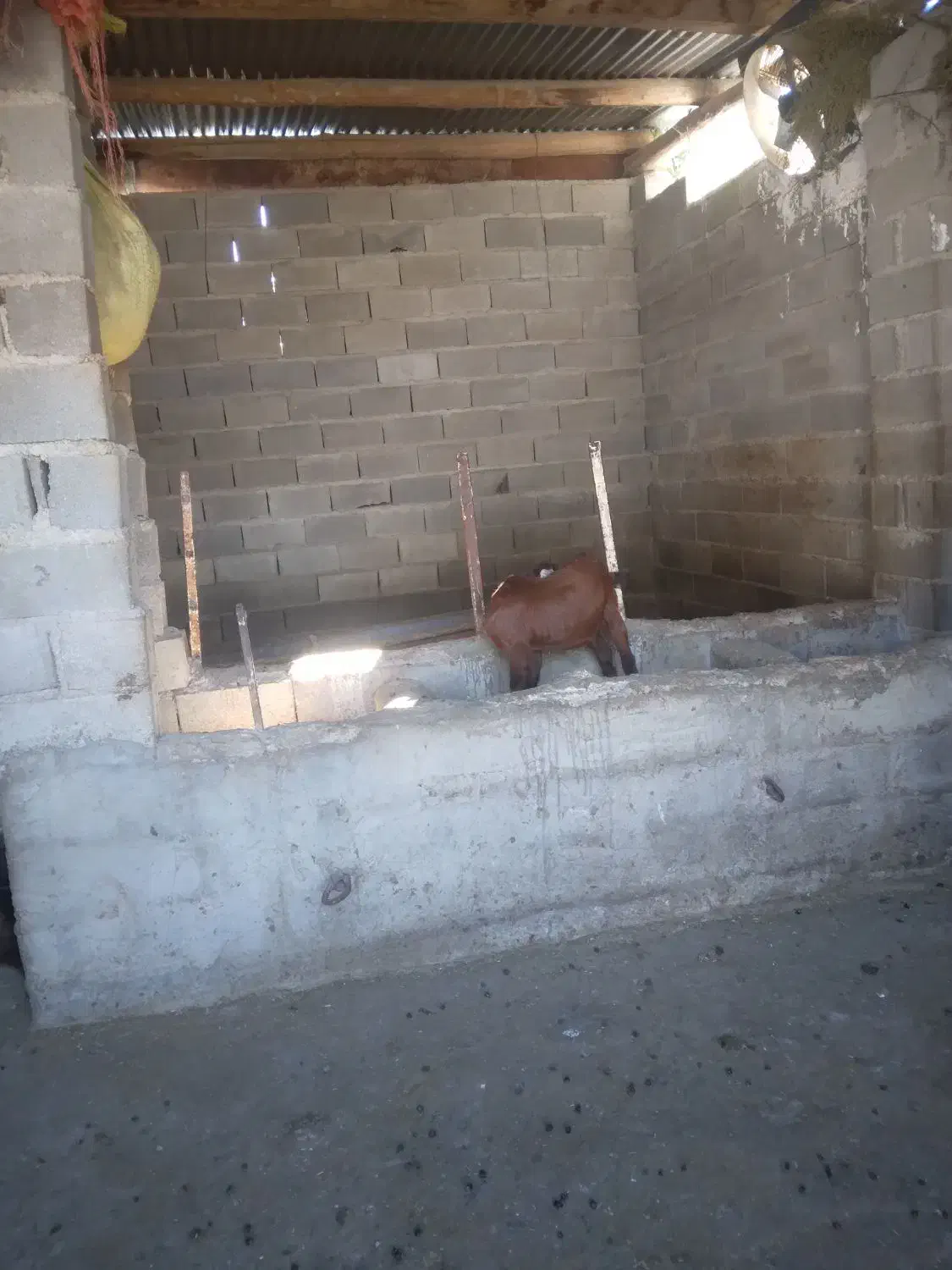 بزغاله پاکستانی مخصوص داشتی|حیوانات مزرعه|کلاله, |دیوار